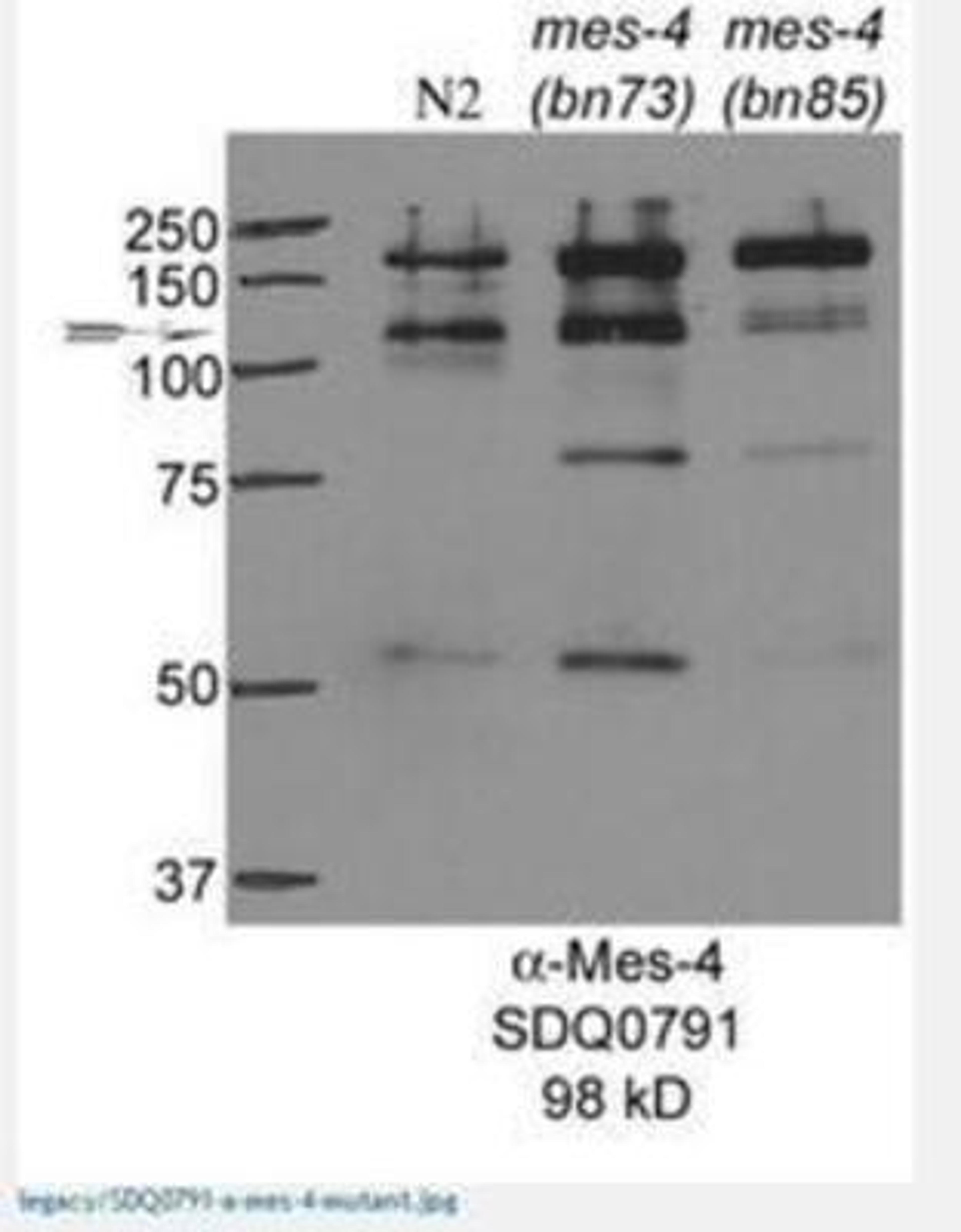 Western Blot: mes-4 Antibody [29400002] - This image is specific to animal number SDQ0791