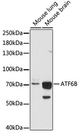 Western blot - ATF6B antibody (A16742)