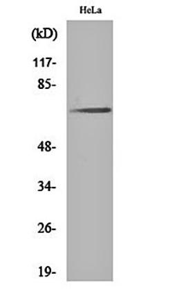 Western blot analysis of Hela cell lysates using Paxillin (phospho-Y31) antibody