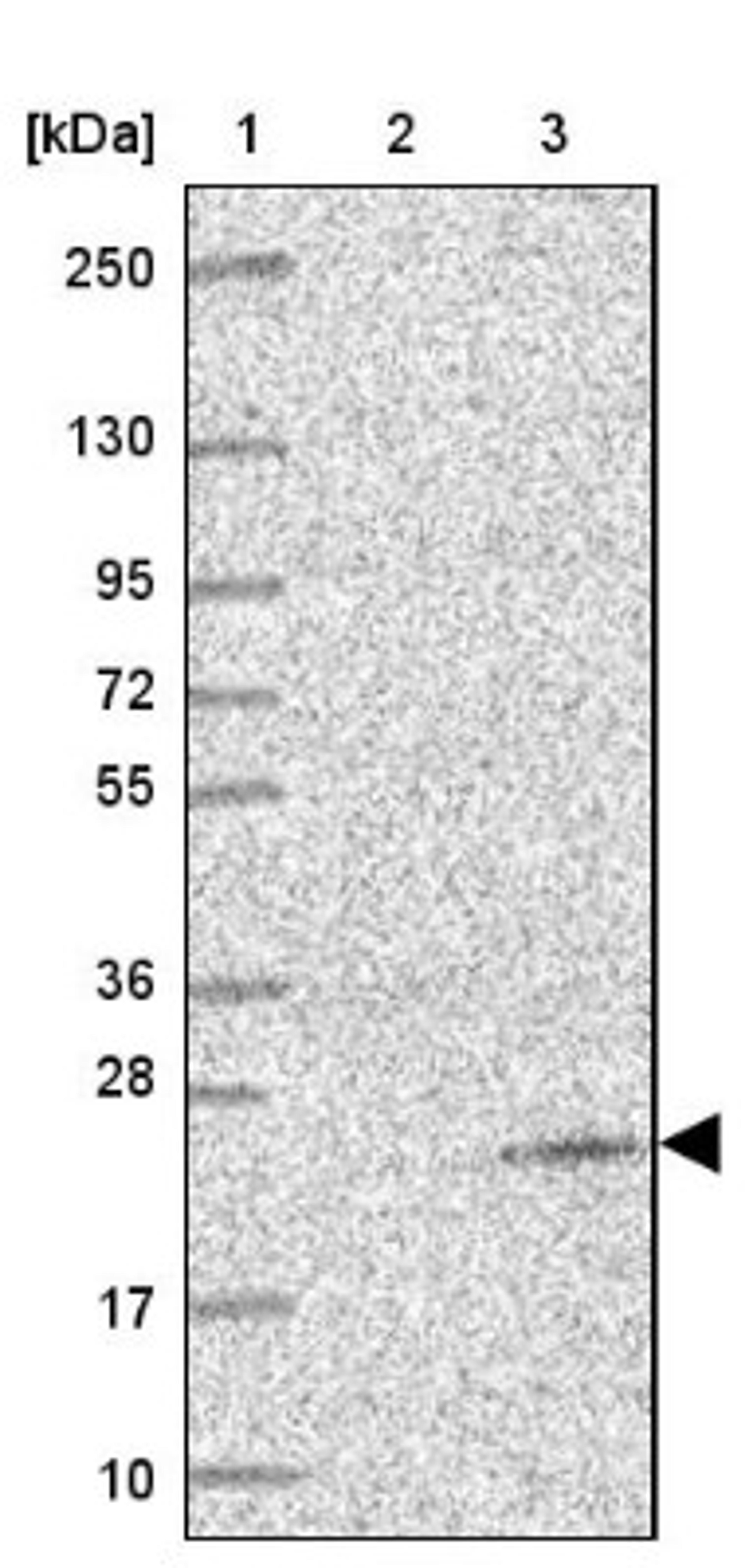 Western Blot: C1orf100 Antibody [NBP1-91016] - Lane 1: Marker [kDa] 250, 130, 95, 72, 55, 36, 28, 17, 10<br/>Lane 2: Negative control (vector only transfected HEK293T lysate)<br/>Lane 3: Over-expression lysate (Co-expressed with a C-terminal myc-DDK tag (~3.1 kDa) in mammalian HEK293T cells, LY422934)