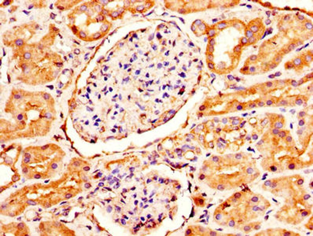 IHC image of CSB-PA613693LA01HU diluted at 1:300 and staining in paraffin-embedded human kidney tissue performed on a Leica BondTM system. After dewaxing and hydration, antigen retrieval was mediated by high pressure in a citrate buffer (pH 6.0). Section was blocked with 10% normal goat serum 30min at RT. Then primary antibody (1% BSA) was incubated at 4&deg;C overnight. The primary is detected by a biotinylated secondary antibody and visualized using an HRP conjugated SP system.