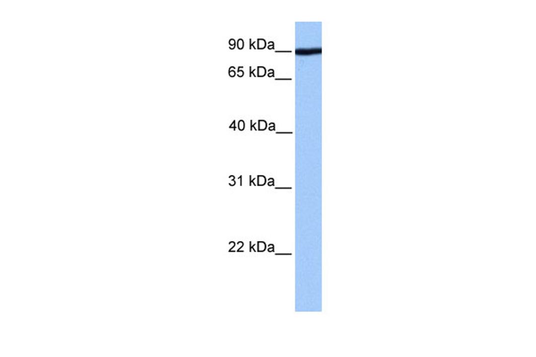 Antibody used in WB on Human 721_B at 0.2-1 ug/ml.