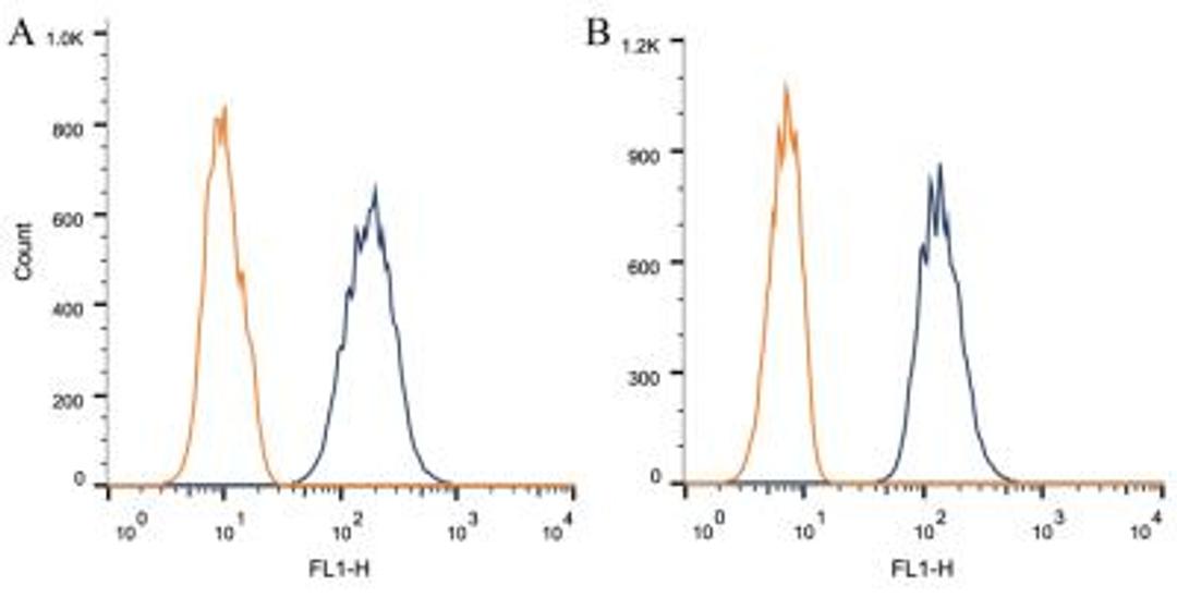 Flow Cytometry: Caveolin-1 Antibody (7C8) [NB100-615] - Intracellular flow cytometric staining of 1 x 10^6 CHO (A) and HEK-293 (B) cells using Caveolin 1 antibody (dark blue). Isotype control shown in orange. An antibody concentration of 1 ug/1x10^6 cells was used.