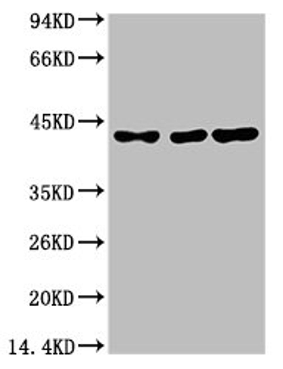Western blot analysis of 1) Hela, 2)Mouse Brain Tissue, 3) Rat Brain Tissue with TBP/TATA Binding Protein Mouse mAb diluted at 1:2,000.