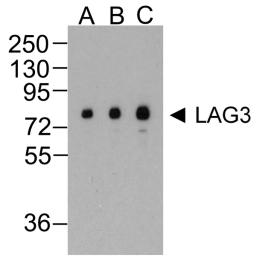 Western blot analysis of LAG-3 in over expressing HEK293 cells using LAG-3 antibody at (A) 0.25 (B) 0.5 and (C) 1 &#956;g/ml. 