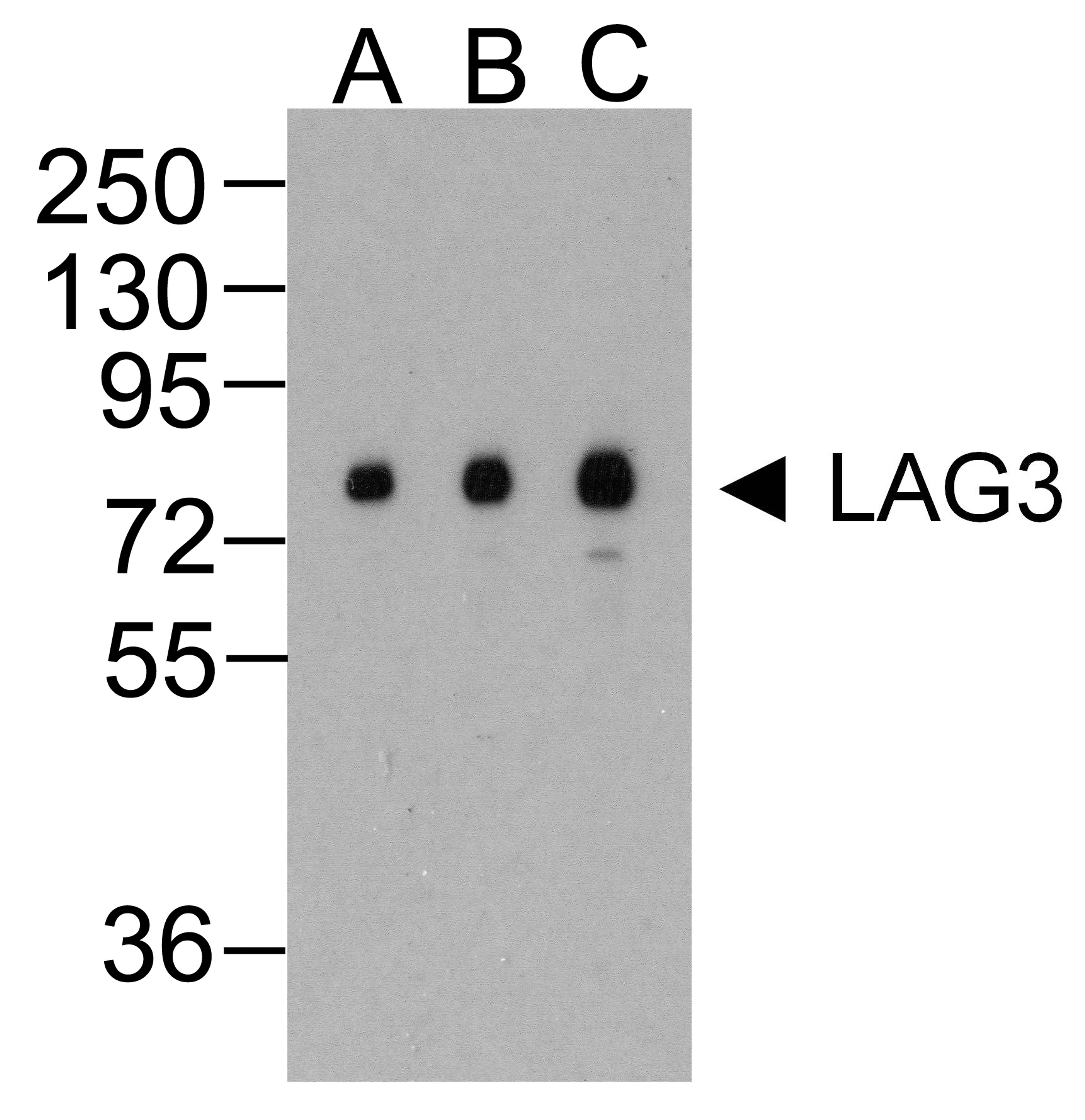 Western blot analysis of LAG-3 in over expressing HEK293 cells using LAG-3 antibody at (A) 0.25 (B) 0.5 and (C) 1 &#956;g/ml. 