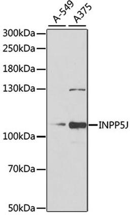 Western blot - INPP5J antibody (A6631)