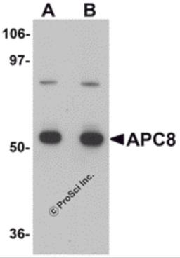 Western blot analysis of APC8 in K562 cell lysate with APC8 antibody at (A) 1 and (B) 2 μg/mL.