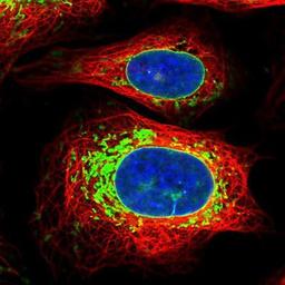 Immunocytochemistry/Immunofluorescence: Lamin B Receptor Antibody [NBP2-14185] Staining of human cell line U-2 OS shows positivity in nuclear membrane and mitochondria.