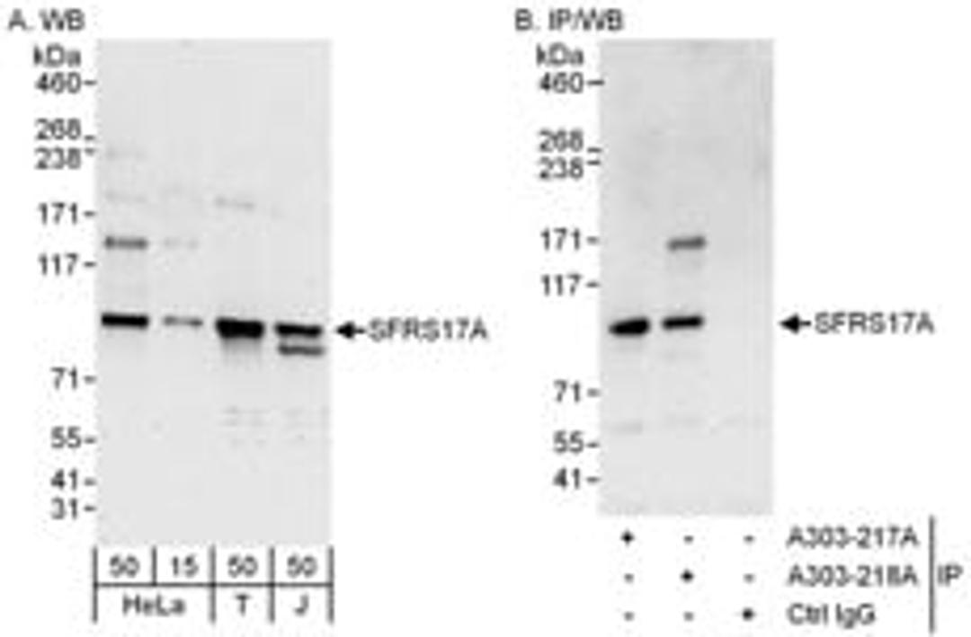 Detection of human SFRS17A by western blot and immunoprecipitation.