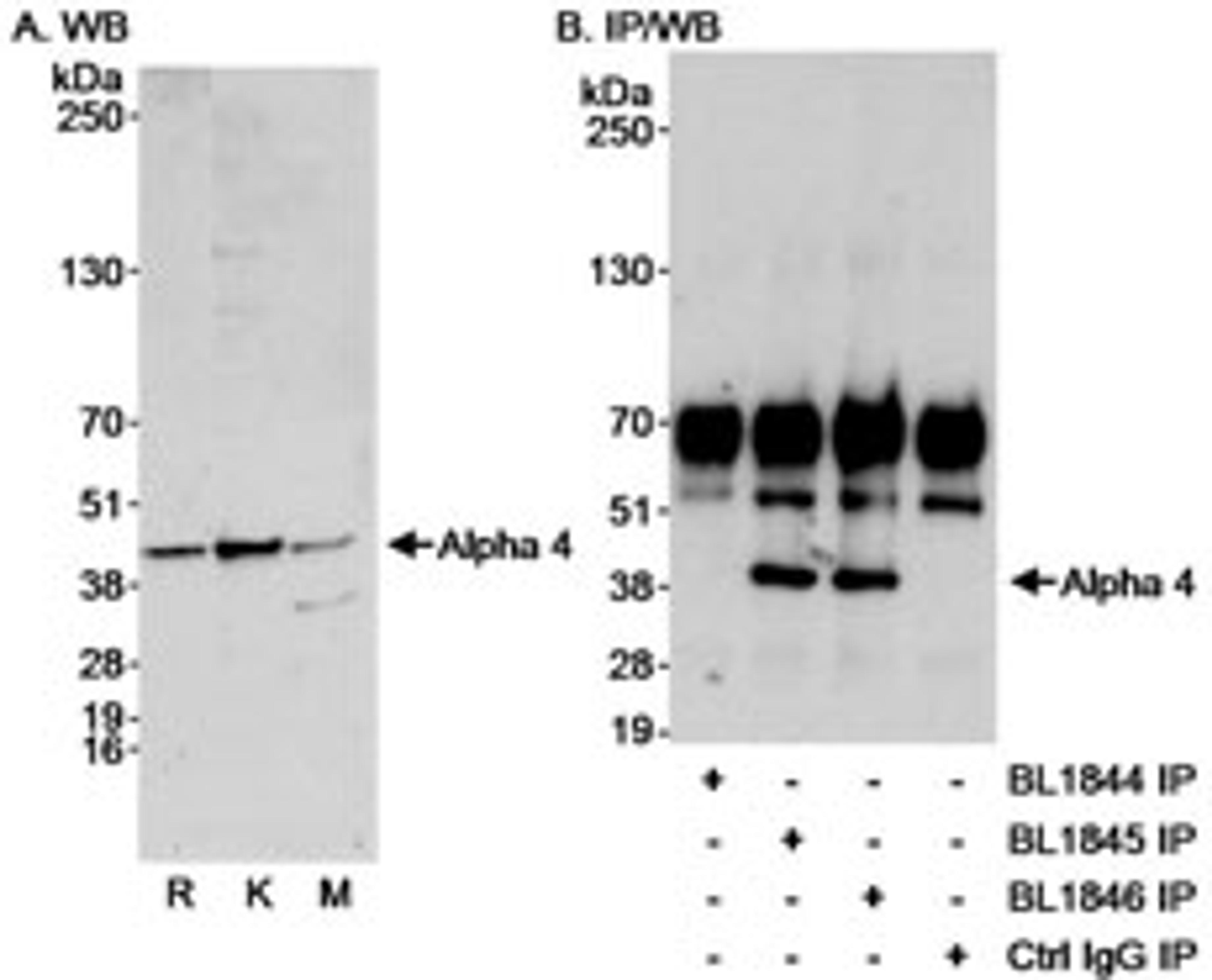 Detection of Alpha 4 by western blot and immunoprecipitation.