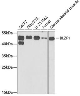 Western blot - BLZF1 antibody (A6430)