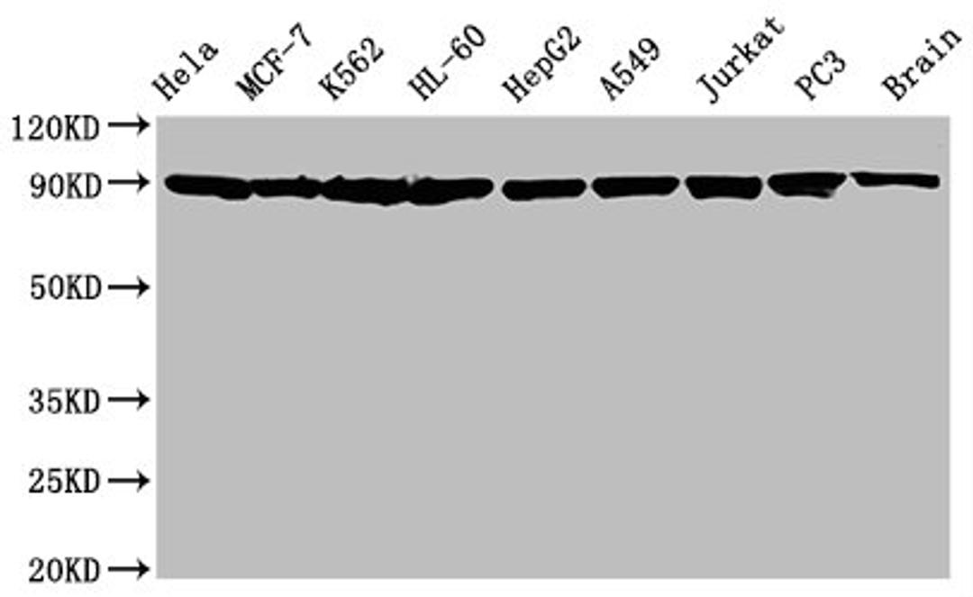 Western Blot. Positive WB detected in: Hela whole cell lysate, MCF-7 whole cell lysate, K562 whole cell lysate, HL-60 whole cell lysate, HepG2 whole cell lysate, A549 whole cell lysate, Jurkat whole cell lysate, PC3 whole cell lysate, Rat brain tissue. All lanes: Hsp90 alpha + beta antibody at 1.25μg/ml. Secondary. Goat polyclonal to rabbit IgG at 1/50000 dilution. Predicted band size: 90 KDa. Observed band size: 90 KDa.