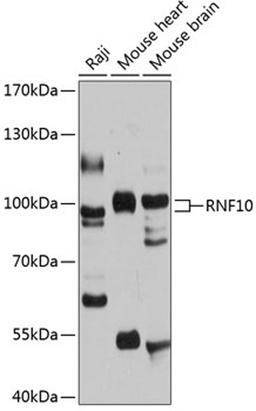 Western blot - RNF10 antibody (A12296)