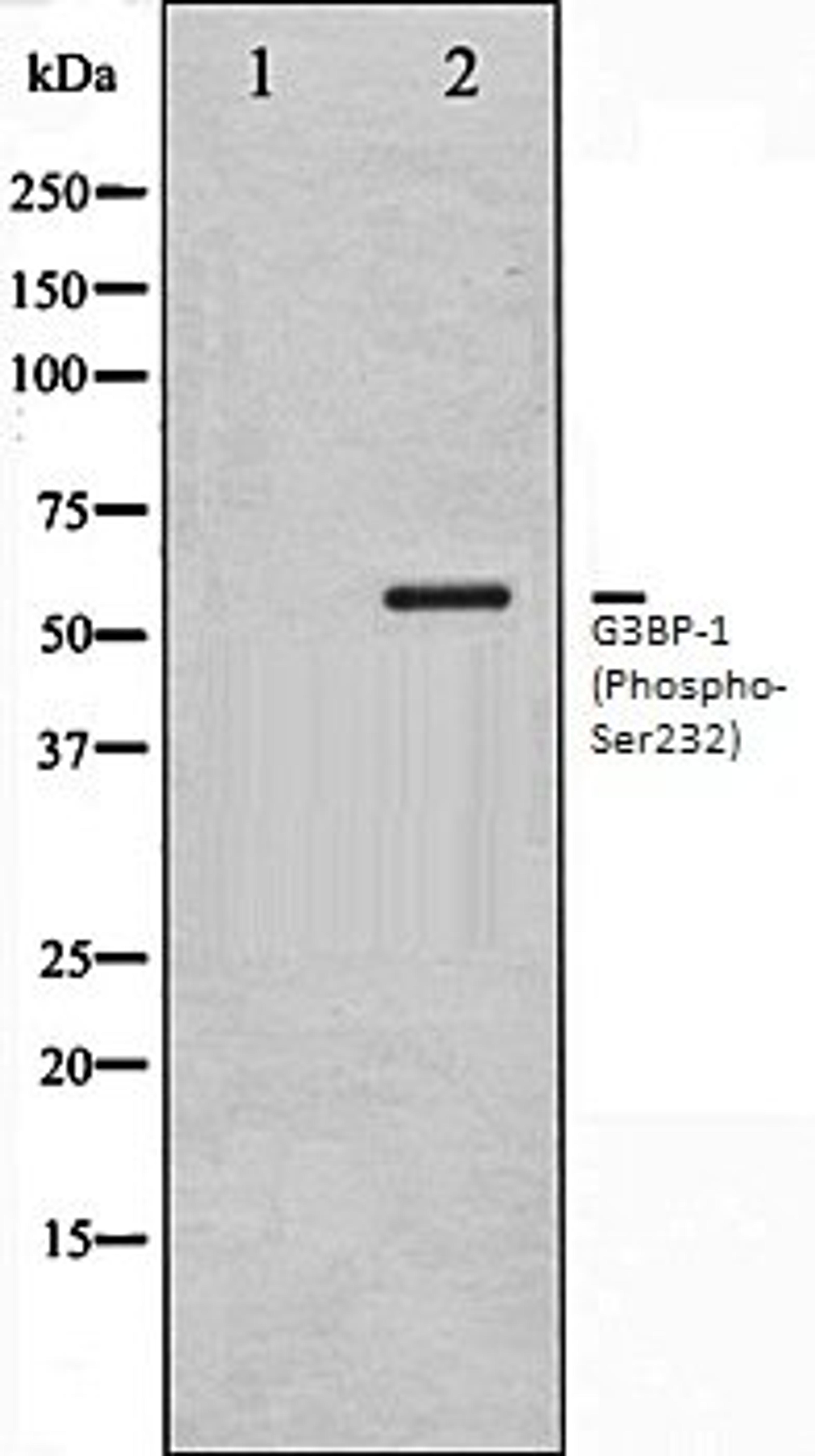 Western blot analysis of 293 whole cell lysates using G3BP-1 (Phospho-Ser232) antibody, The lane on the left is treated with the antigen-specific peptide.