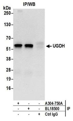 Detection of human UGDH by western blot of immunoprecipitates.