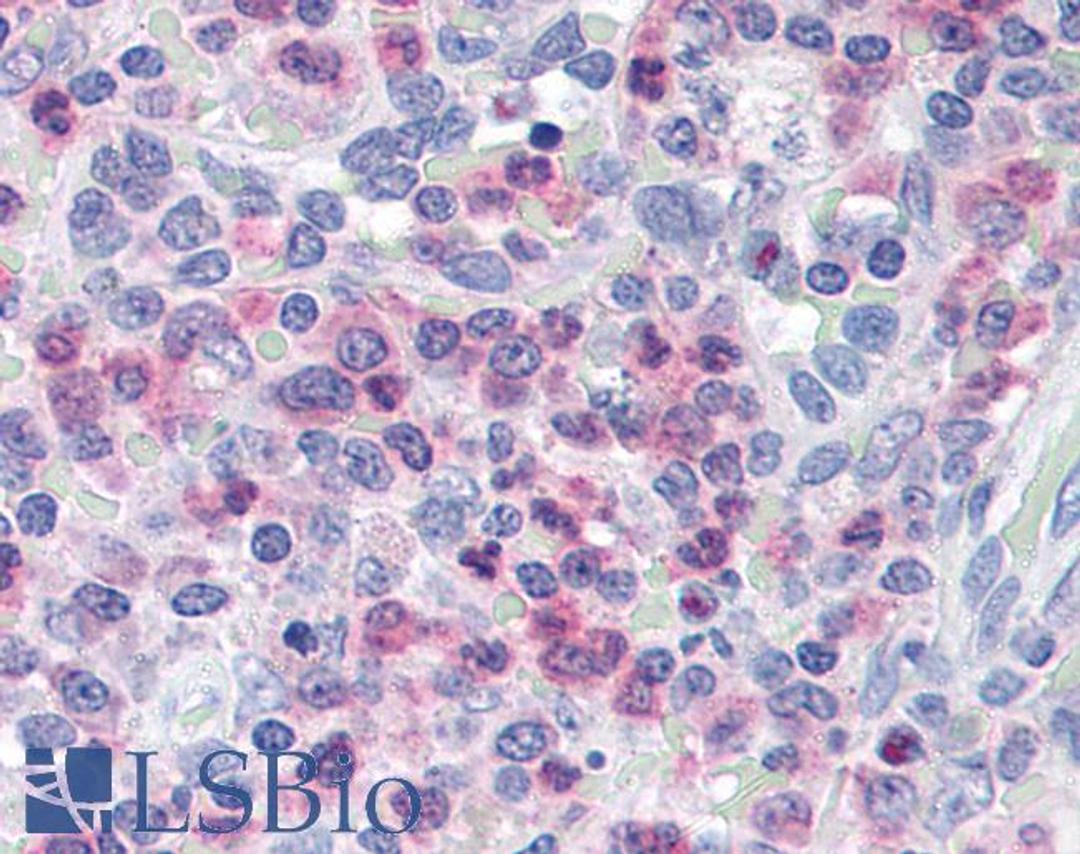 46-551 (5ug/ml) staining of paraffin embedded Human Spleen. Steamed antigen retrieval with citrate buffer pH 6, AP-staining.