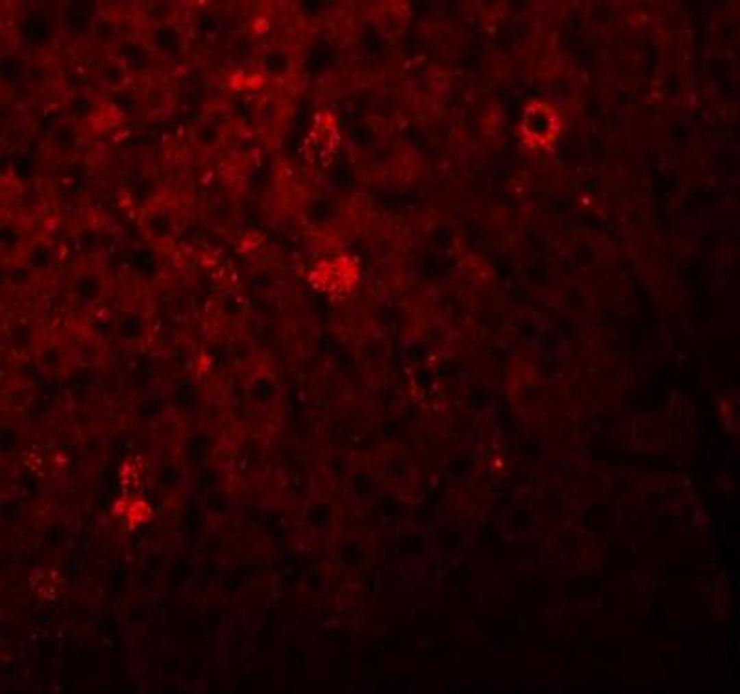 Immunocytochemistry/Immunofluorescence: LYRM1 Antibody [NBP1-77136] - Immunofluorescence of LYRM1 in rat liver tissue with LYRM1 antibody at 20 ug/mL.