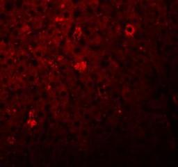 Immunocytochemistry/Immunofluorescence: LYRM1 Antibody [NBP1-77136] - Immunofluorescence of LYRM1 in rat liver tissue with LYRM1 antibody at 20 ug/mL.