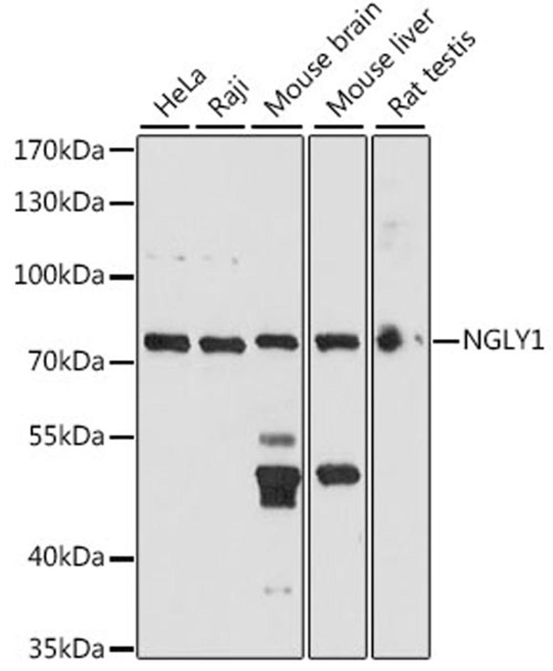 Western blot - NGLY1 antibody (A15864)