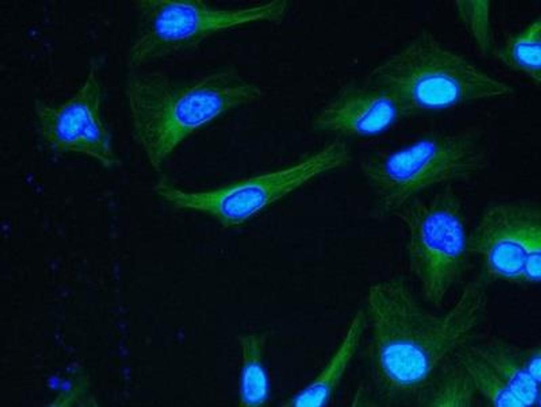 Immunocytochemistry/Immunofluorescence: Tubulin Antibody (YOL1/34) [NB100-1639] - HeLa cells.