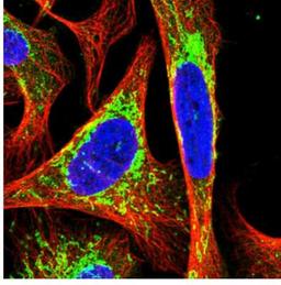 Immunocytochemistry/Immunofluorescence: Pyruvate Dehydrogenase E2 Antibody [NBP2-34065] - Immunofluorescent staining of human cell line U-2 OS shows positivity in mitochondria. Antibody staining is shown in green.