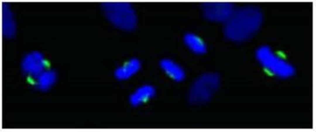 Immunocytochemistry/Immunofluorescence: ASPM Antibody [NB100-2278] - Detection of Human ASPM in NBF-fixed asynchronous HeLa cellswith anti-ASPM used at a dilution of 1:250.  Detection: Goat anti-rabbit IgG (h&l) FITC used at a dilution of 1:100.