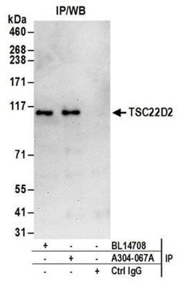 Detection of human TSC22D2 by western blot of immunoprecipitates.