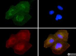 Immunocytochemistry/Immunofluorescence: SLIRP Antibody [NB110-37258] - SLIRP antibody was tested in U2OS cells with FITC (green). Nuclei and alpha-tubulin were counterstained with DAPI (blue) and Dylight 550 (red).