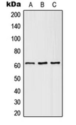 Western blot analysis of HEK293T (Lane 1), SP2/0 (Lane 2), H9C2 (Lane 3) whole cell lysates using SLC43A1 antibody