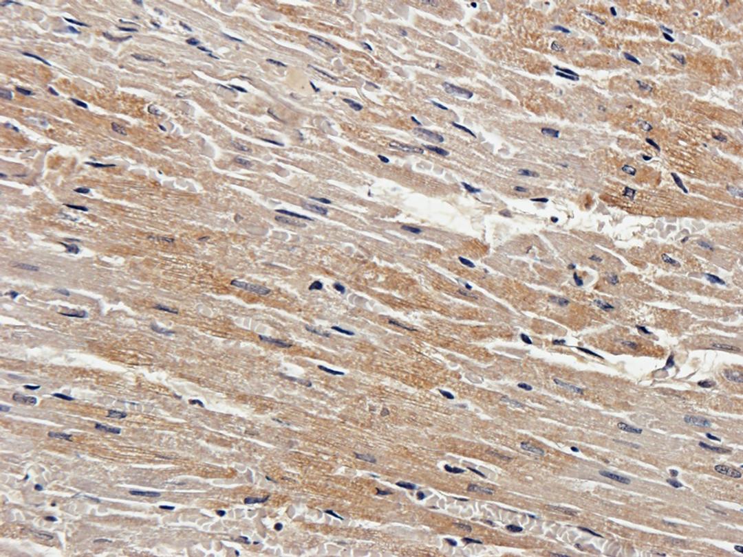 IHC-P staining of guinea pig heart tissue using anti-Mlkl (2.5 ug/ml)