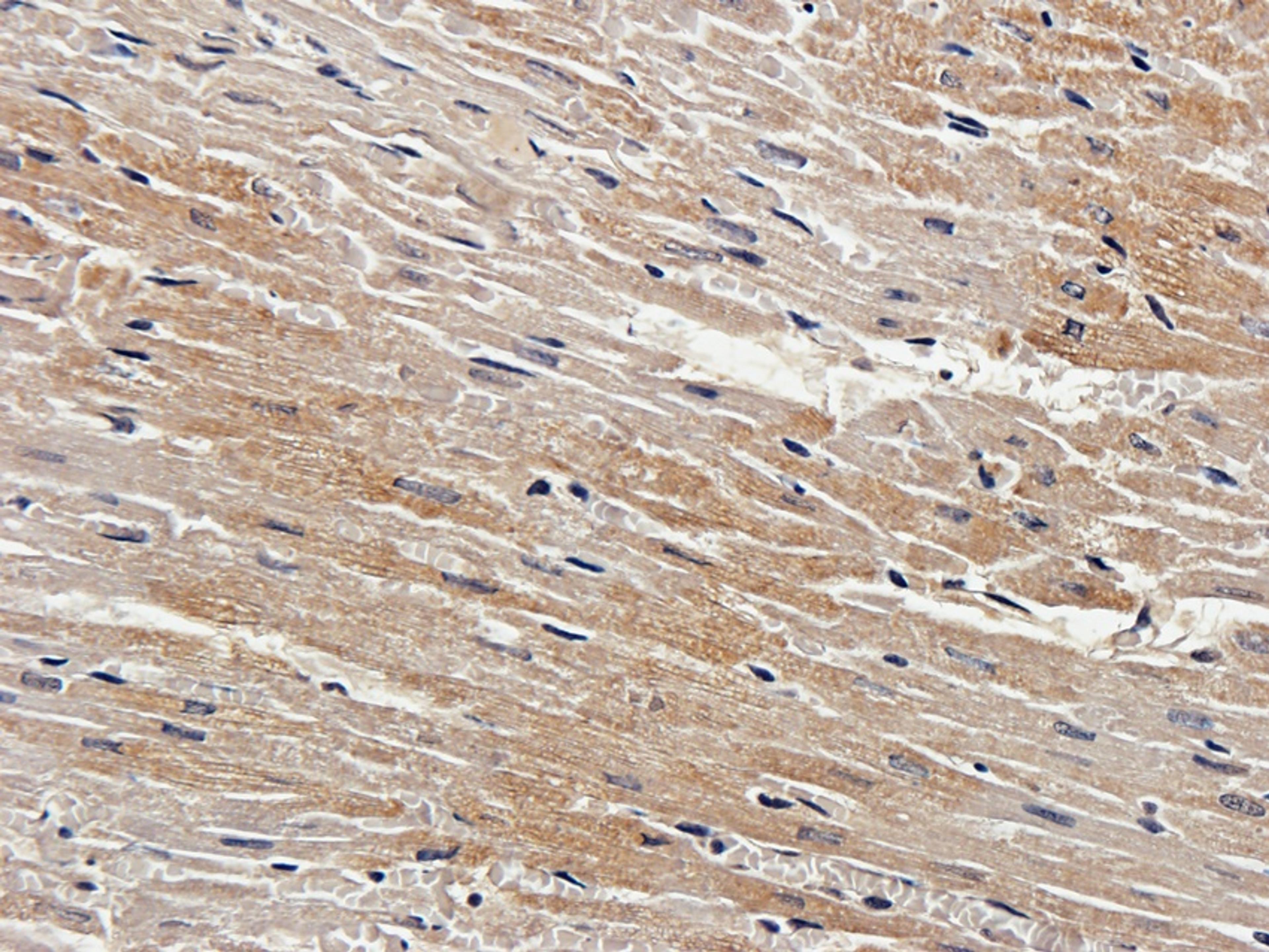 IHC-P staining of guinea pig heart tissue using anti-Mlkl (2.5 ug/ml)