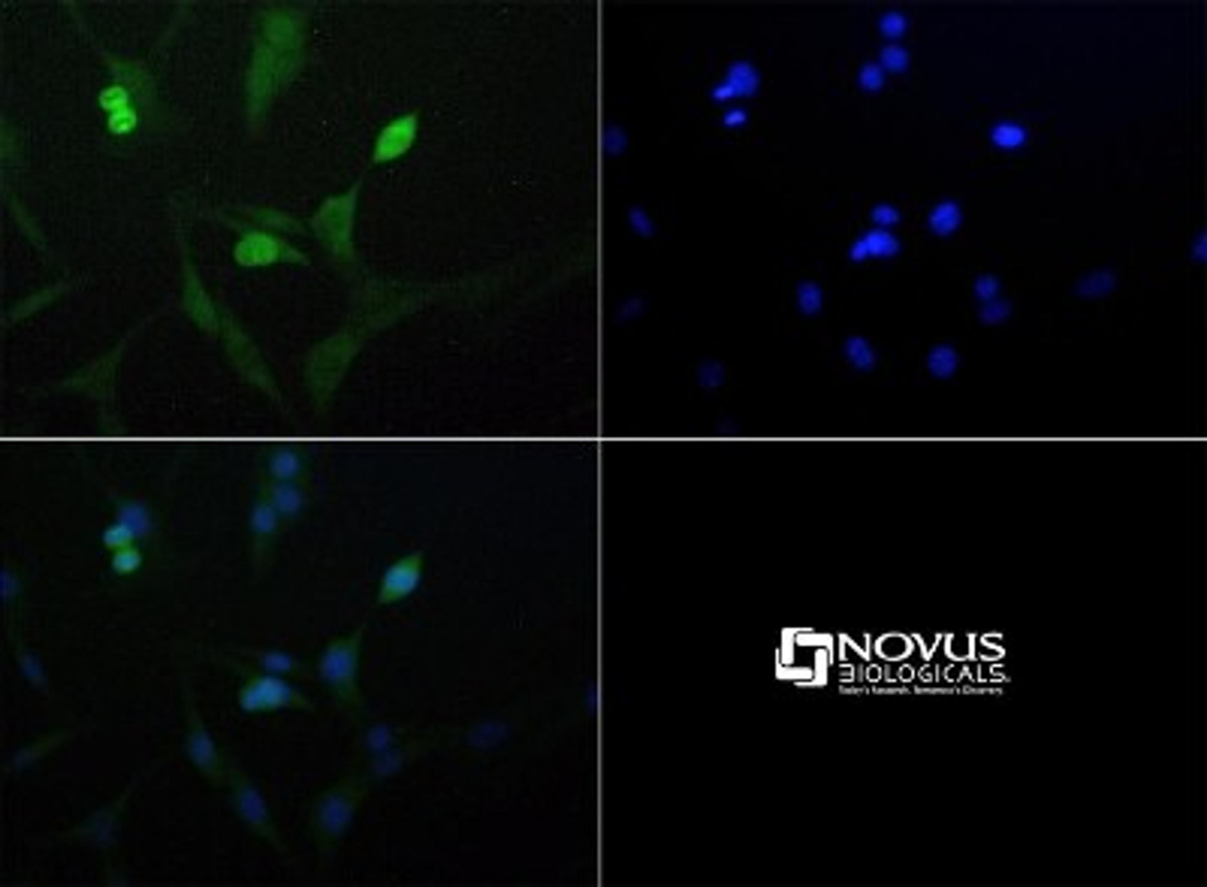 Immunocytochemistry/Immunofluorescence: ROBLD3 Antibody [NBP1-71687] - ROBLD3 Antibody was tested at 1:100 in NIH/3T3 cells with FITC (green). Nuclei (Blue) were counterstained with DAPI (blue).