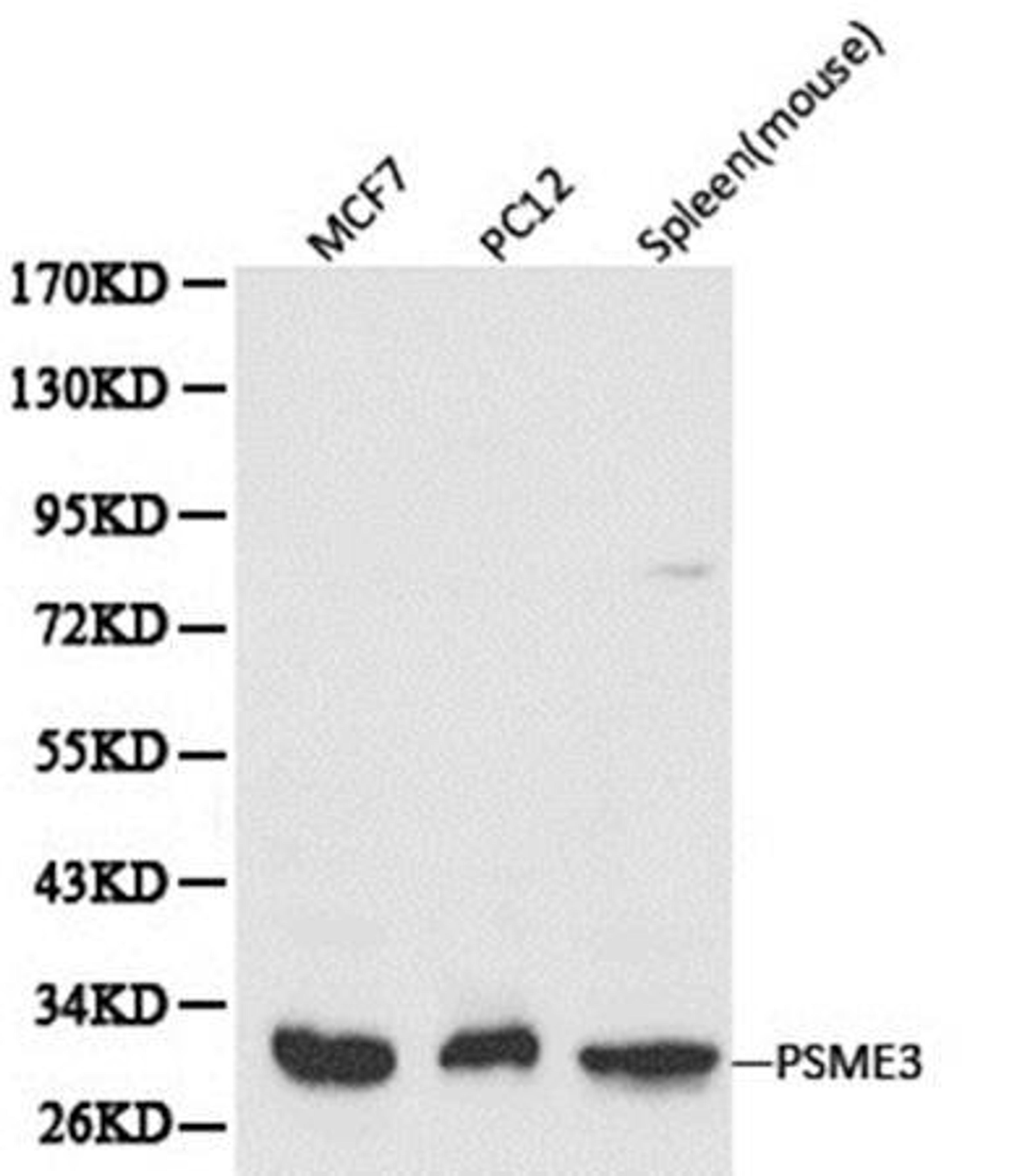 Western blot analysis of extracts of various cell line lysates using PSME3 antibody