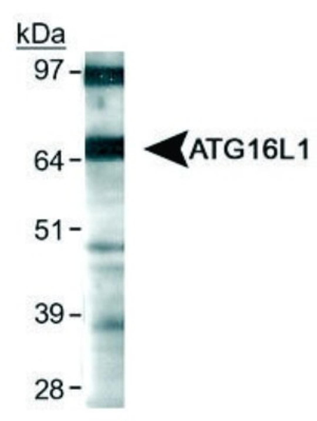 Western Blot: ATG16L1 Antibody [NB110-60928] - Detection of ATG16L1 using NB110-60928 in HeLa whole cell extracts.