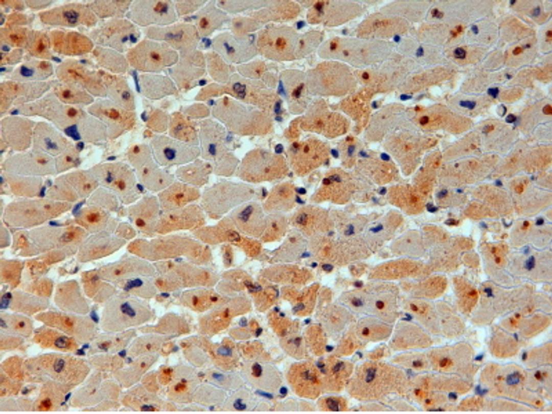 45-512 (4ug/ml) staining of paraffin embedded Human Heart. Steamed antigen retrieval with citrate buffer pH 6, HRP-staining.