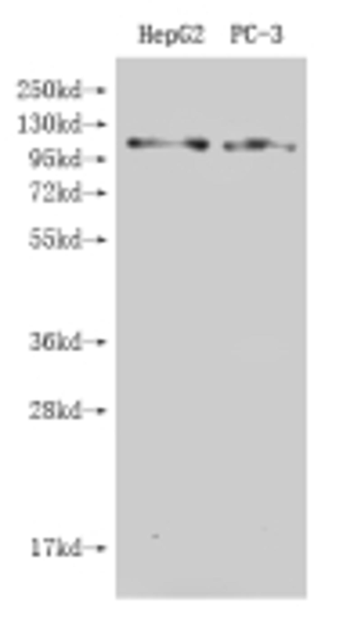Western Blot. Positive WB detected in: HepG2 whole cell lysate, Hela whole cell lysate. All lanes: GPRC6A antibody at 4.7µg/ml. Secondary. Goat polyclonal to rabbit IgG at 1/50000 dilution. Predicted band size: 105, 85, 97 kDa. Observed band size: 97 kDa