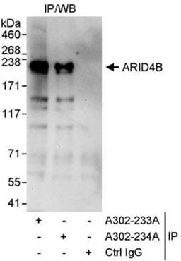 Detection of human ARID4B by western blot of immunoprecipitates.