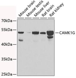 Western blot - CAMK1G antibody (A7379)