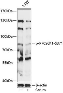 Western blot - Phospho-P70S6K1-S371 antibody (AP0482)