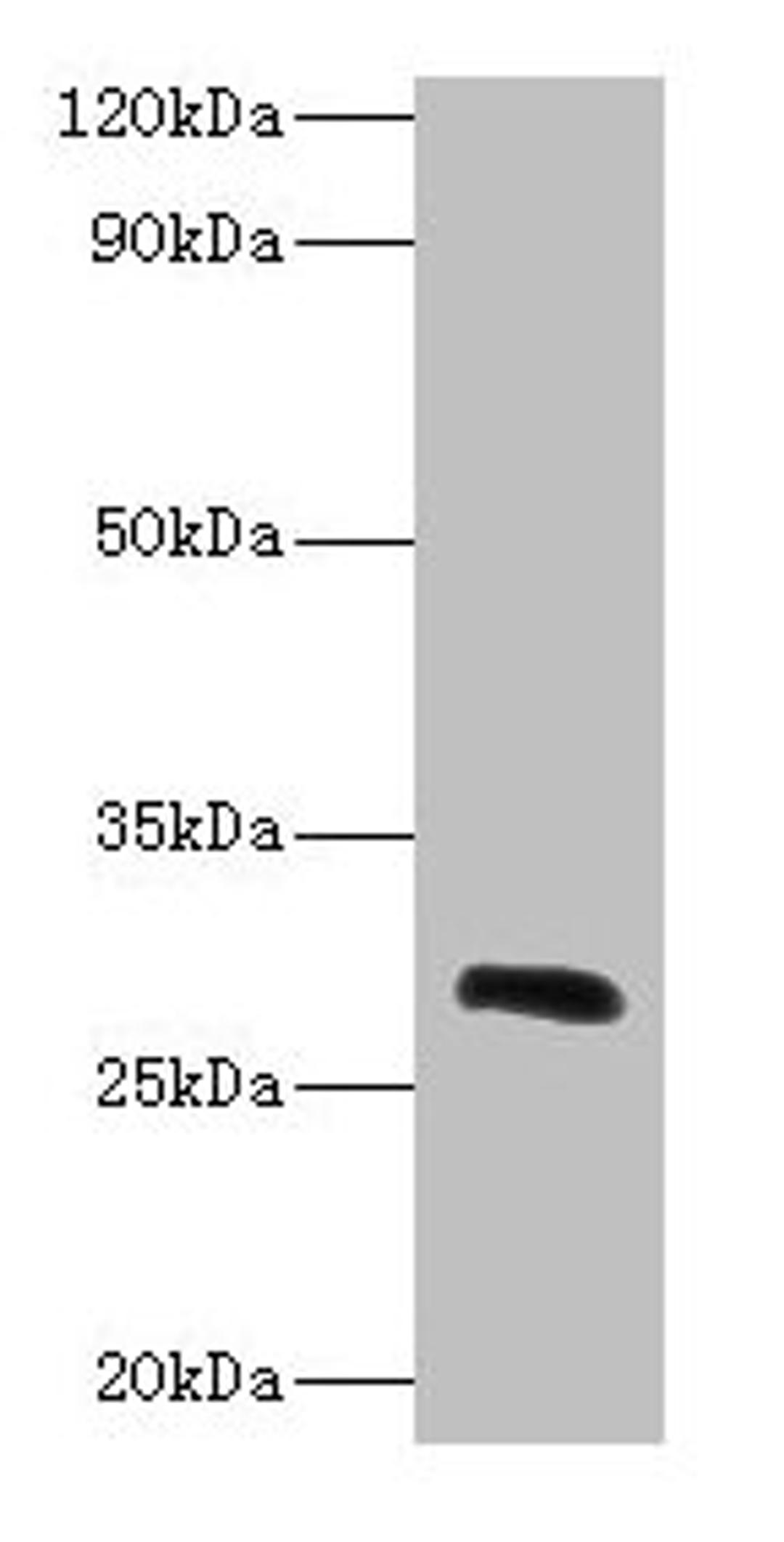 Western blot. All lanes: Ca1 antibody at 2µg/ml + Rat spleen tissue. Secondary. Goat polyclonal to rabbit IgG at 1/10000 dilution. Predicted band size: 29 kDa. Observed band size: 29 kDa