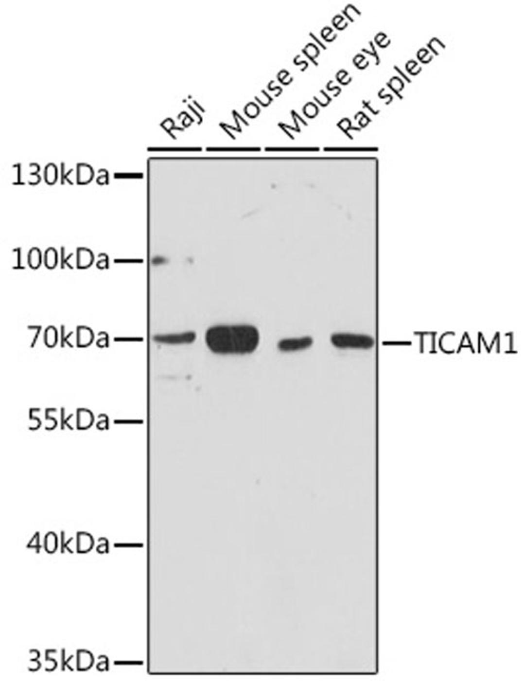 Western blot - TICAM1 Rabbit pAb (A13605)