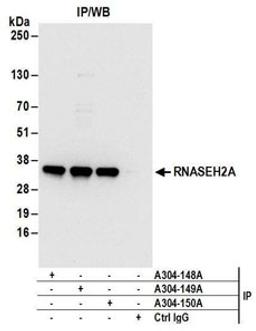 Detection of human RNASEH2A by western blot of immunoprecipitates.