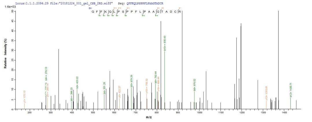 Based on the SEQUEST from database of E.coli host and target protein, the LC-MS/MS Analysis result of CSB-EP005182HU could indicate that this peptide derived from E.coli-expressed Homo sapiens (Human) CEBPD.