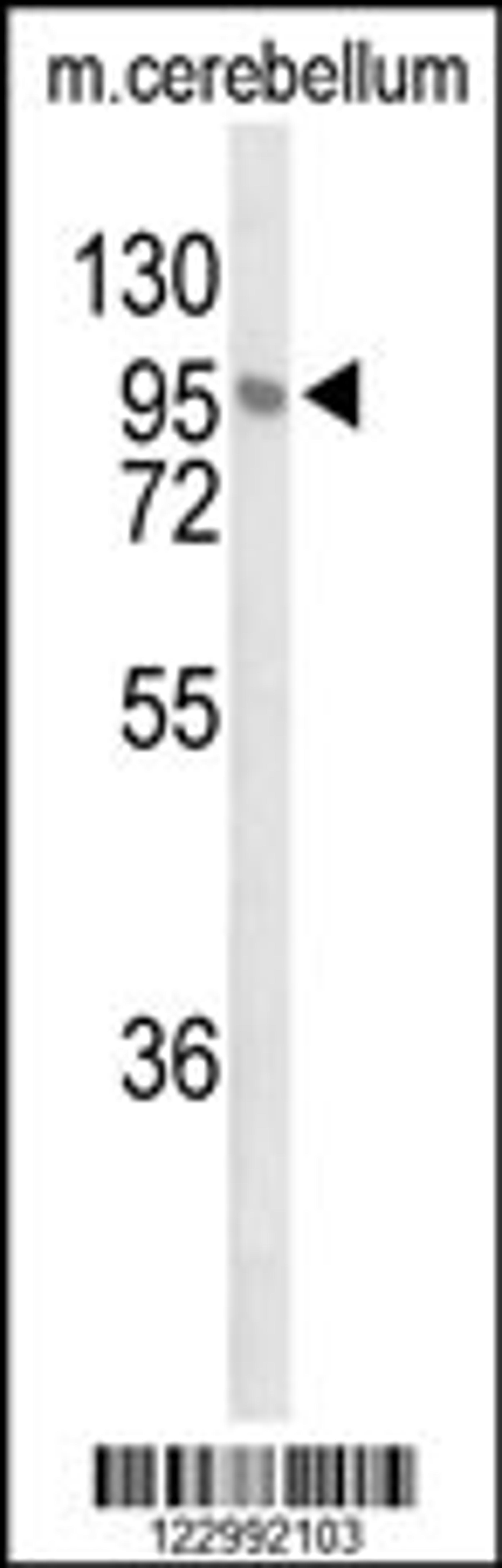 Western blot analysis of LINGO1 Antibody in mouse cerebellum tissue lysates (35ug/lane)