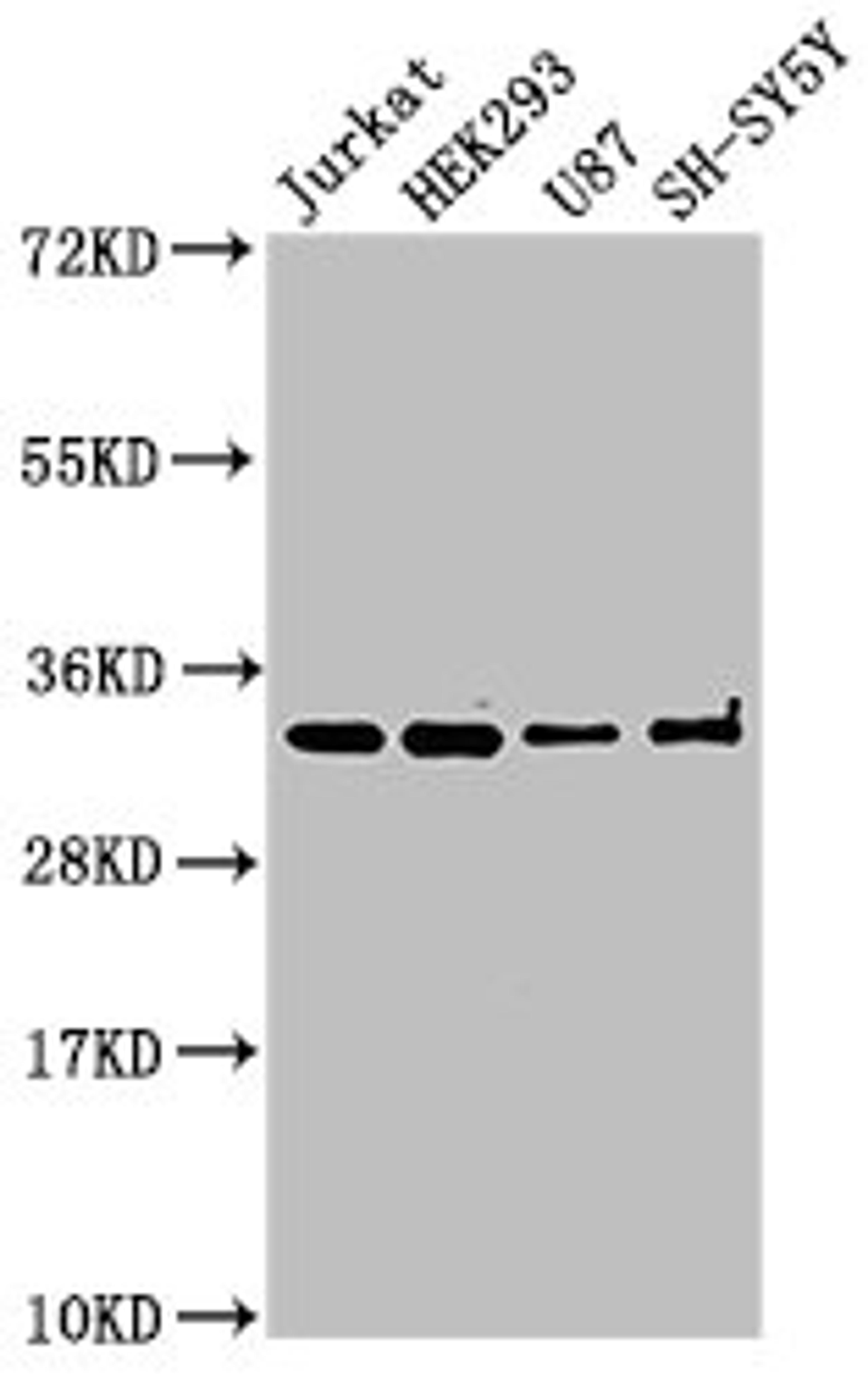 Western Blot. Positive WB detected in: Jurkat whole cell lysate, HEK293 whole cell lysate, U87 whole cell lysate, SH-SY5Y whole cell lysate. All lanes: CAMLG antibody at 3µg/ml. Secondary. Goat polyclonal to rabbit IgG at 1/50000 dilution. Predicted band size: 33 kDa. Observed band size: 33 kDa