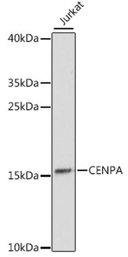 Western blot - CENPA antibody (A15995)