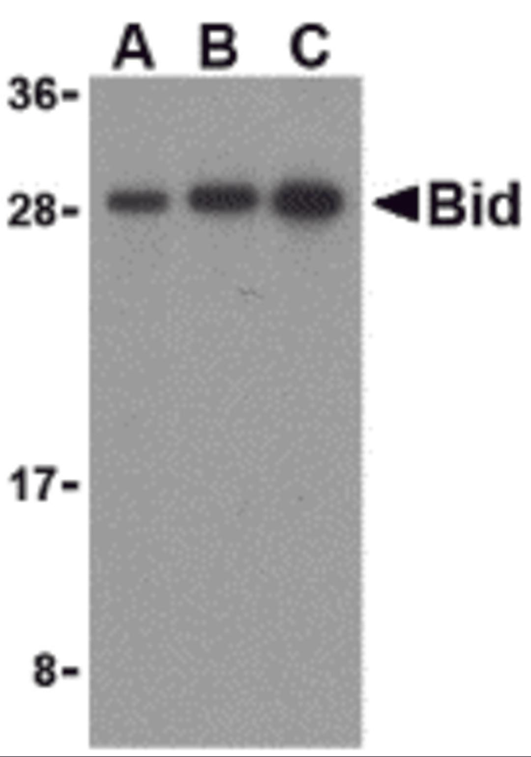 Western blot analysis of Bid in mouse lung cell lysates with Bid antibody at (A) 0.5, (B) 1, and (C) 2 μg/mL.