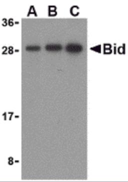 Western blot analysis of Bid in mouse lung cell lysates with Bid antibody at (A) 0.5, (B) 1, and (C) 2 μg/mL.