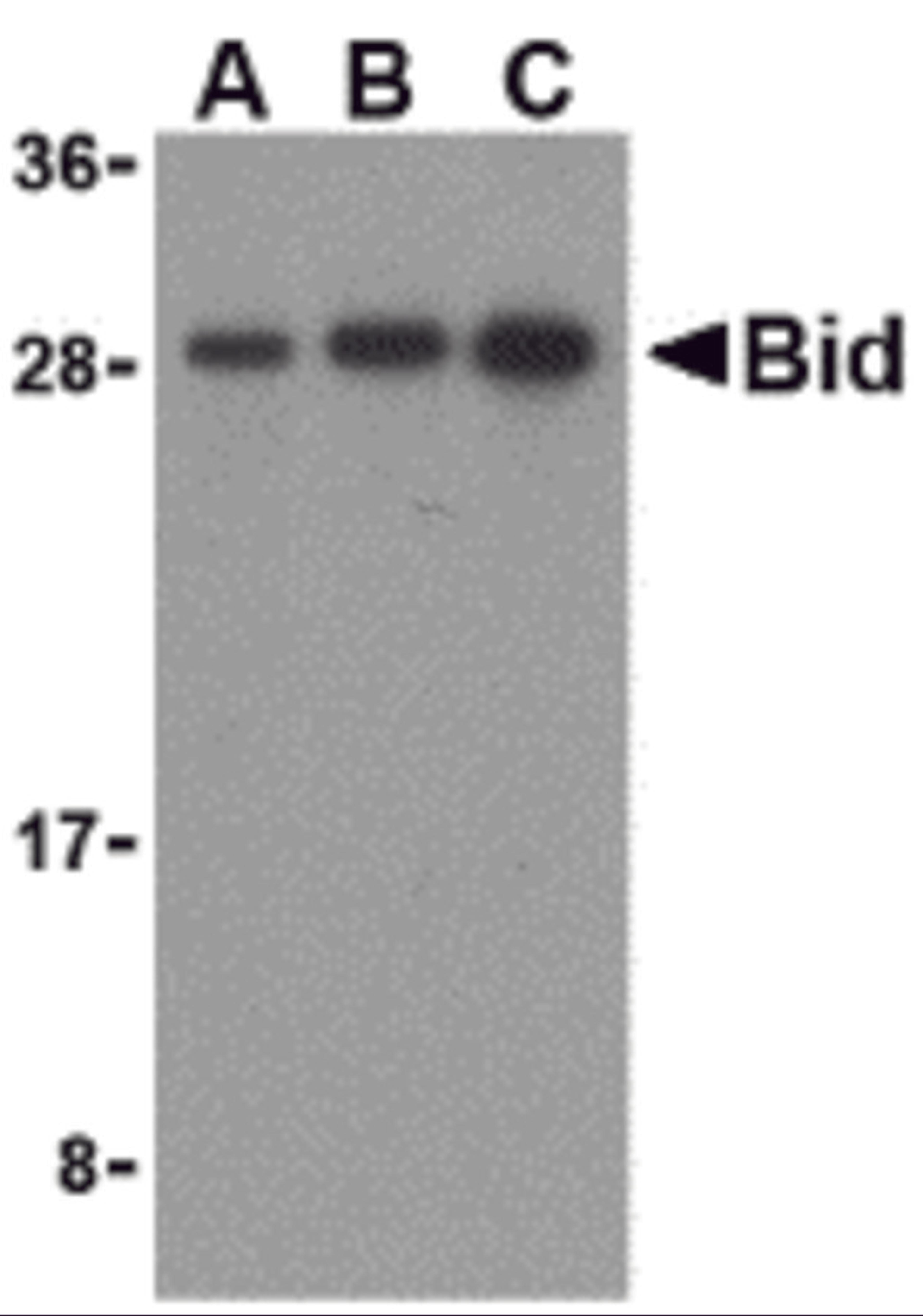 Western blot analysis of Bid in mouse lung cell lysates with Bid antibody at (A) 0.5, (B) 1, and (C) 2 μg/mL.